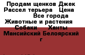 Продам щенков Джек Рассел терьера › Цена ­ 25 000 - Все города Животные и растения » Собаки   . Ханты-Мансийский,Белоярский г.